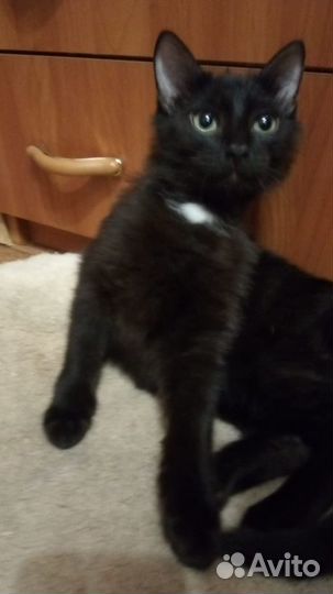 Котик Карлуша