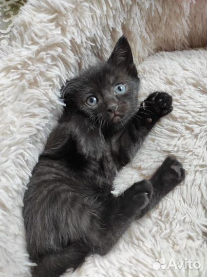 Уникальные котята черные в полоску 1.5 мес. в дар