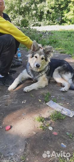 В добрые руки