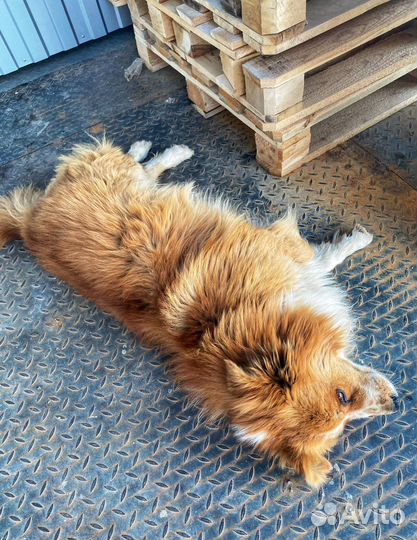 Собака в добрые руки