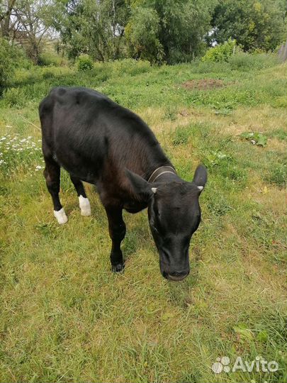 Телята бычки