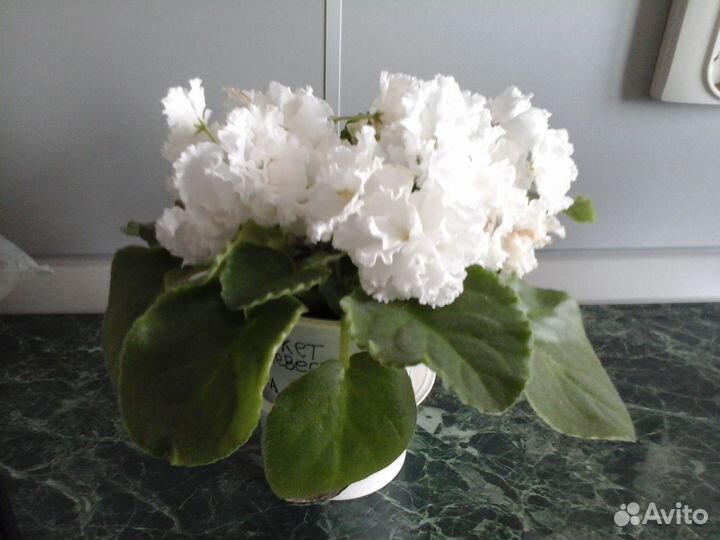 Фиалка белая Букет невесты