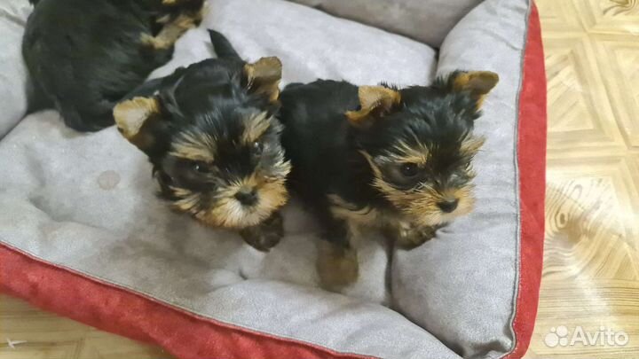 Йорчики мальчики и девочки