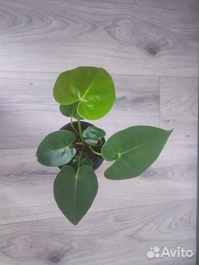 Антуриум Девоут