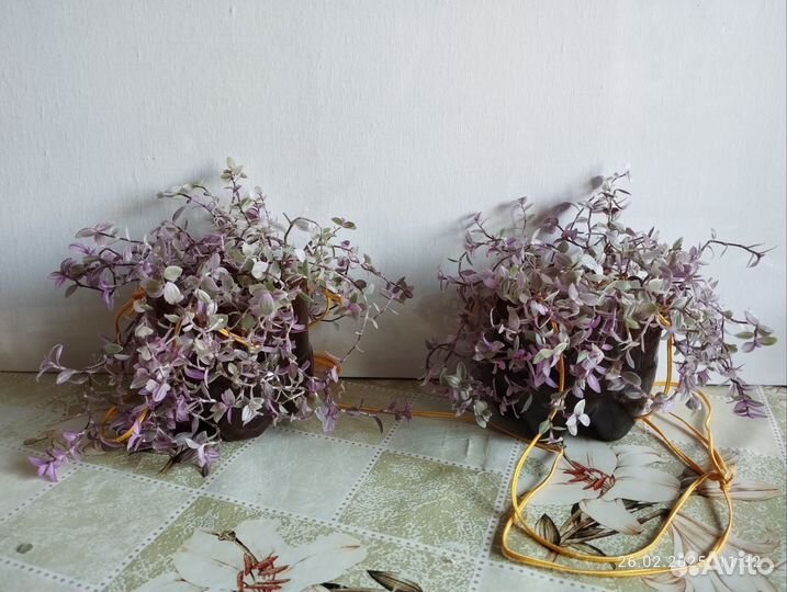 Каллизия, традесканция мелколистная