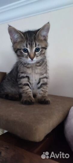 Котёнок, умная девочка, 2 месяца