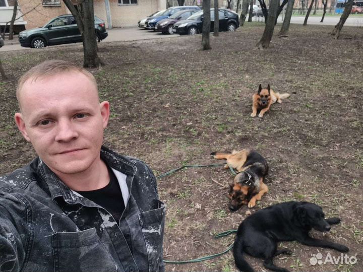 Vipдрессировка и vipпередержка собак