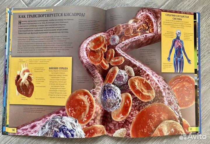 Как устроен мир