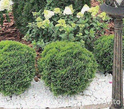 Туя шаровидная и другие растения