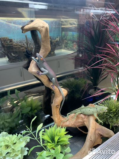 Террариум для игуаны, хамелеона, агамы, змей и т.д