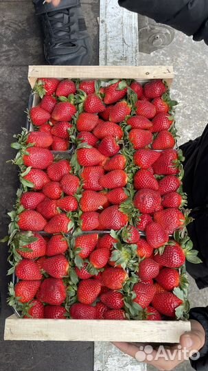 Клубника свежая очень сладкая