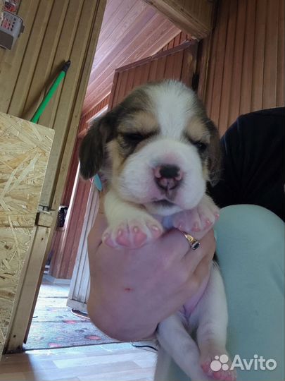 Щенки бигль