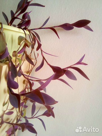 Традесканция фиолетовая