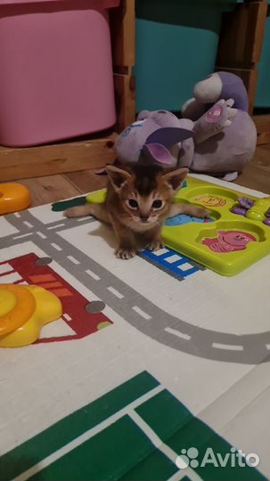 Абиссинские котята