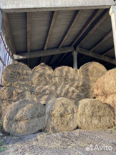 Сено в рулонах покос 2023 года