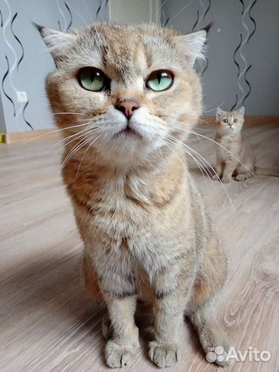 Шотландская вислоухая кошка