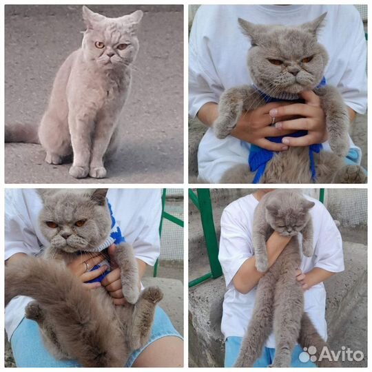 Кошка британка