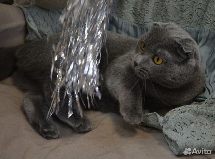 Красавица Мери