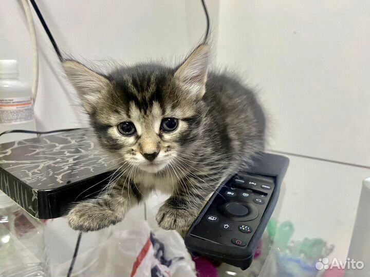 Тигры ищут дом