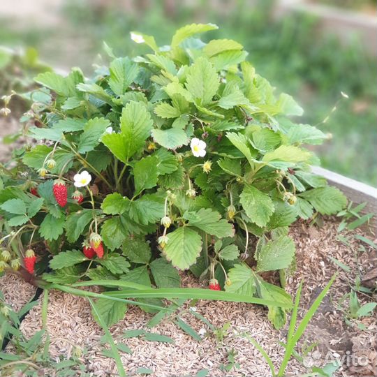 Рассада земляники садовой и клубники Клери