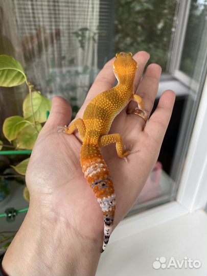 Геккон эублефар