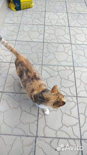 Кошка помогает