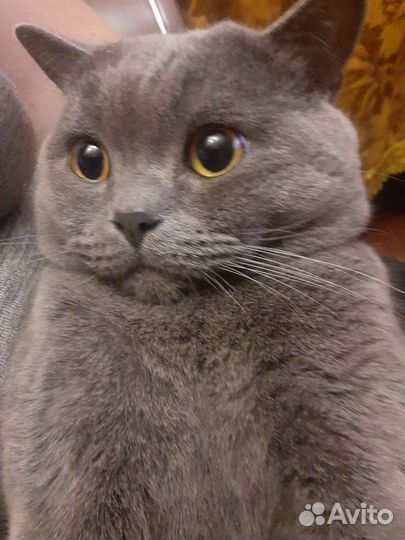 Британский кот