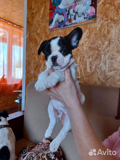 Французский бульдог щенки