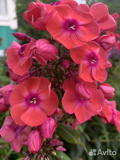 Флоксы и другая цветочная рассада