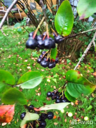 Черноплодная рябина ягоды