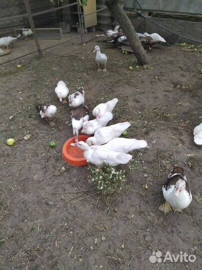Мускусные утки