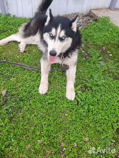 Пристраивается кобель хаски