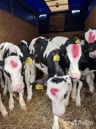 Телята бычки на откорм