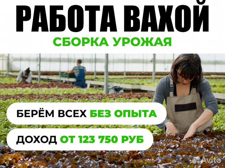 Работа для женщины. Урожай женщины