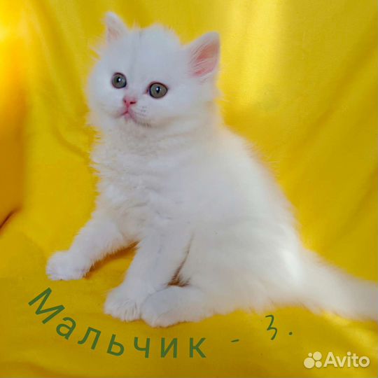 Шотландские котята