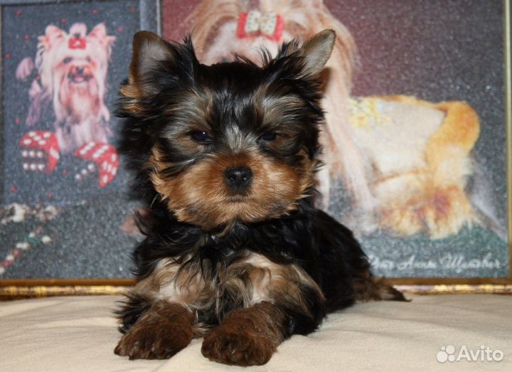 Стрижка йорков, мальтезов и гриффонов