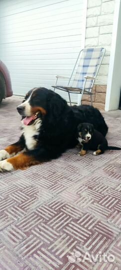 Щенки метиса