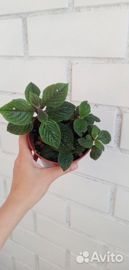 Плектрантус краснеющмй