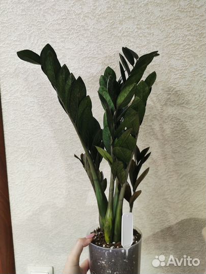 Замиокулькас Black Emerald (Zamio)