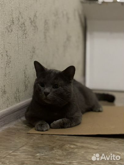 Кот в добрые руки