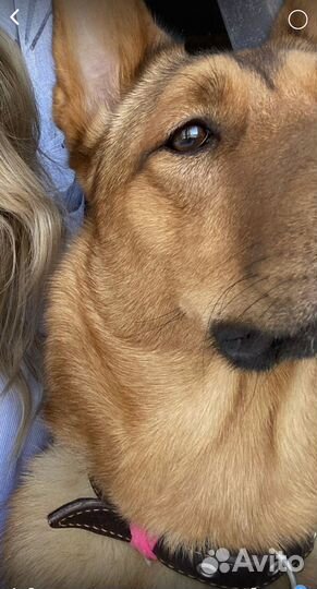 Потерялась собака