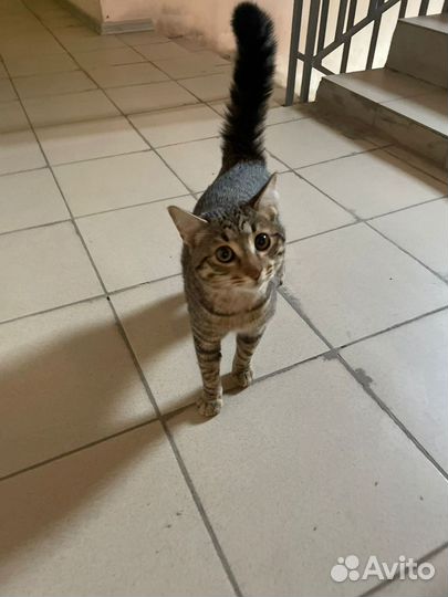 Отдадим в добрые руки