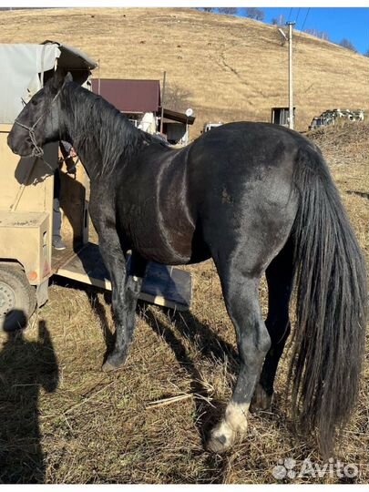 Жеребец в косяк