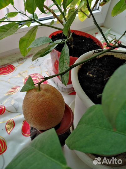 Лимон. Лимонное дерево плодоносящий