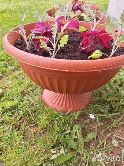 Садовые вазоны с Колеусами