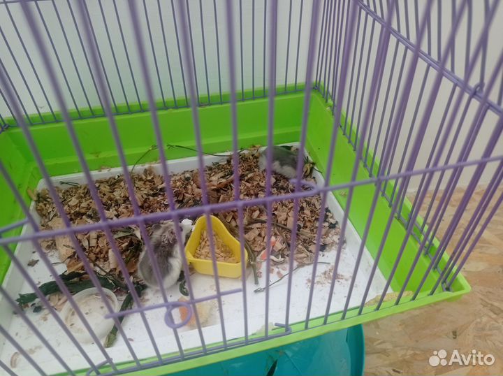 Хомяк с клеткой