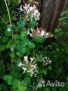 Жимолость каприфоль