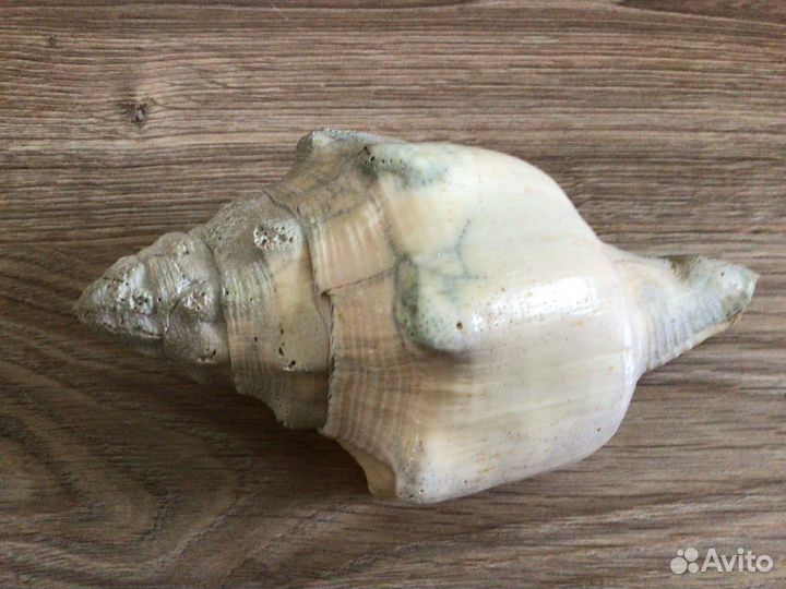 Ракушка морская большая