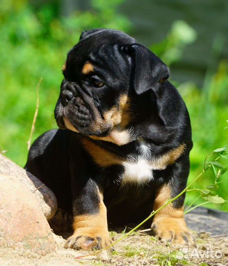 Английский бульдог,девочка