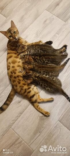 Бенгальские котята 25.12.2024